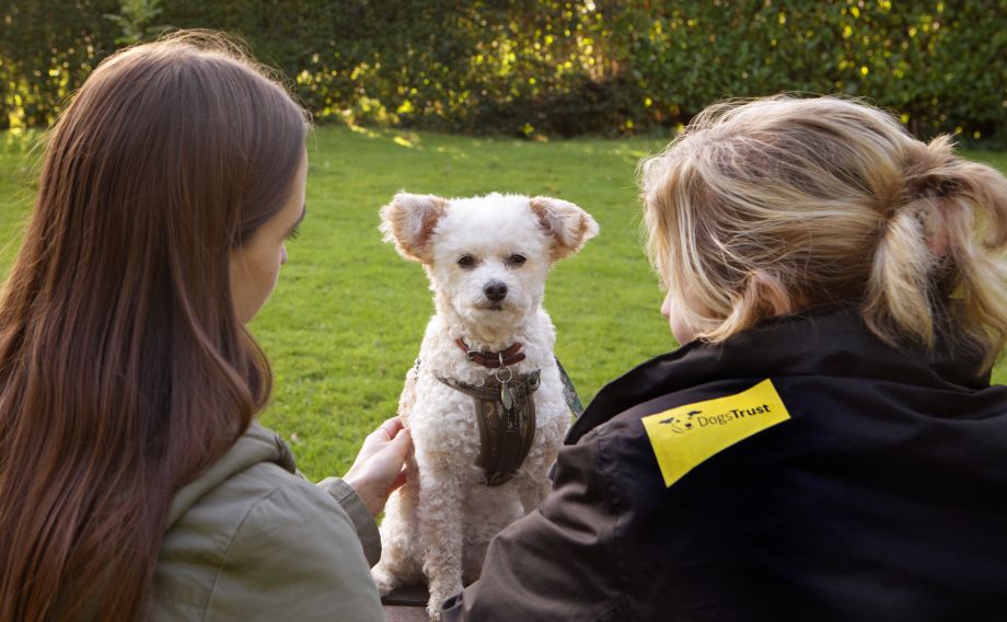 Pets and Domestic Abuse Survey 2019 - News and updates - Dogs Trust Freedom  Project